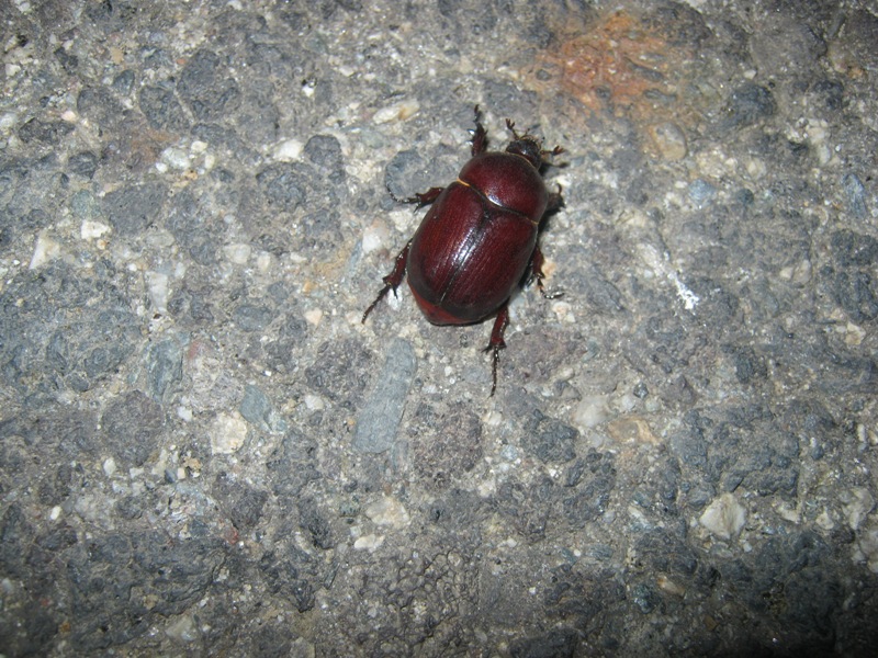 Femmina di Dynastidae